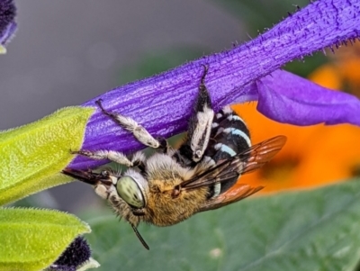 Amegilla (Zonamegilla) pulchra (Blue-banded Bee) at Sydney, NSW - 8 Apr 2024 by PaperbarkNativeBees