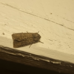 Dasygaster (genus) (A Noctuid moth (Noctuinae)) at QPRC LGA - 8 Apr 2024 by clarehoneydove