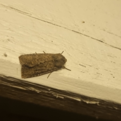 Dasygaster (genus) (A Noctuid moth) at QPRC LGA - 8 Apr 2024 by clarehoneydove