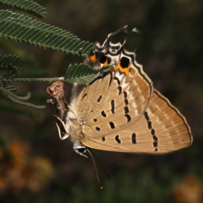 Jalmenus ictinus (Stencilled Hairstreak) at Mount Ainslie - 11 Jan 2024 by jb2602