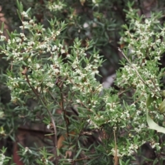 Monotoca scoparia (Broom Heath) at Namadgi National Park - 14 Mar 2024 by RAllen