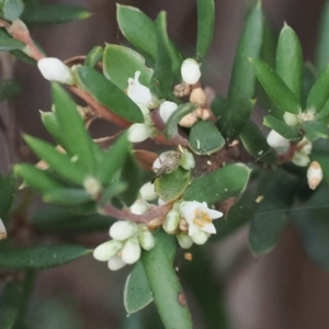 Meriphus fullo at Namadgi National Park - 14 Mar 2024