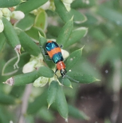 Dicranolaius bellulus (Red and Blue Pollen Beetle) at Cotter River, ACT - 14 Mar 2024 by RAllen