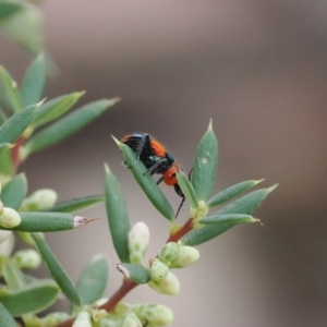 Dicranolaius bellulus at Namadgi National Park - 14 Mar 2024