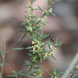 Monotoca scoparia at Namadgi National Park - 14 Mar 2024 11:37 AM