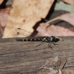 Cordulephya pygmaea (Common Shutwing) at Namadgi National Park - 14 Mar 2024 by RAllen