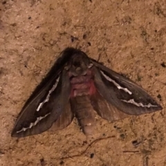 Unidentified Swift and Ghost moth (Hepialidae) at Lower Chittering, WA - 8 Apr 2024 by iso