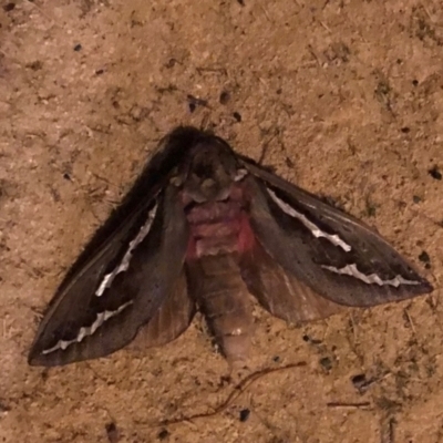 Unidentified Swift and Ghost moth (Hepialidae) at Lower Chittering, WA - 8 Apr 2024 by iso