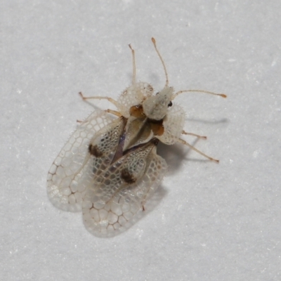 Corythucha ciliata (Sycamore Lace Bug) at Belconnen, ACT - 8 Apr 2024 by TimL