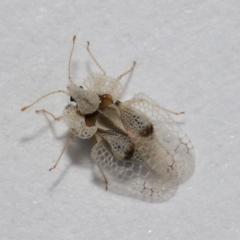 Corythucha ciliata at Belconnen, ACT - 8 Apr 2024