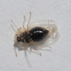 Corythucha ciliata at Belconnen, ACT - 8 Apr 2024