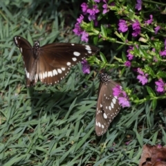 Euploea corinna at Brisbane City, QLD - 30 Mar 2024 by TimL