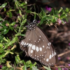 Euploea corinna at Brisbane City Botanic Gardens - 30 Mar 2024 01:25 PM