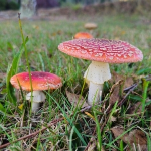 Amanita muscaria at QPRC LGA - 8 Apr 2024 04:21 PM