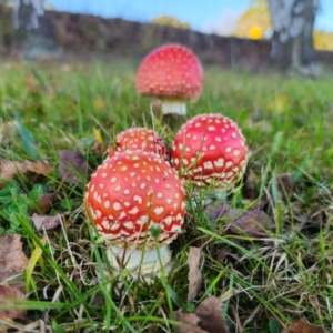 Amanita muscaria at QPRC LGA - 8 Apr 2024 04:21 PM