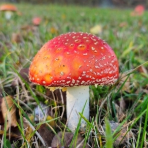 Amanita muscaria at QPRC LGA - 8 Apr 2024 04:21 PM