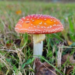 Amanita muscaria at QPRC LGA - 8 Apr 2024 04:21 PM