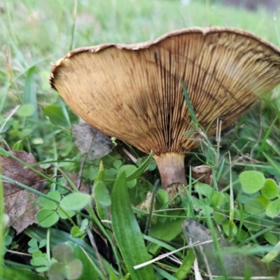 Paxillus involutus (Brown roll-rim) at QPRC LGA - 8 Apr 2024 by Csteele4