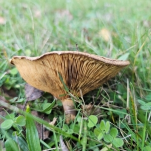 Paxillus involutus at QPRC LGA - 8 Apr 2024 04:22 PM