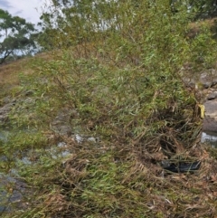 Salix matsudana (Tortured Willow) at Umbagong District Park - 8 Apr 2024 by Jiggy