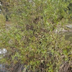 Salix matsudana at Umbagong District Park - 9 Apr 2024 07:53 AM