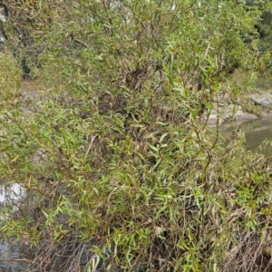 Salix matsudana at Umbagong District Park - 9 Apr 2024 07:53 AM