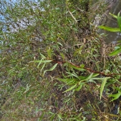 Salix matsudana at Umbagong District Park - 9 Apr 2024