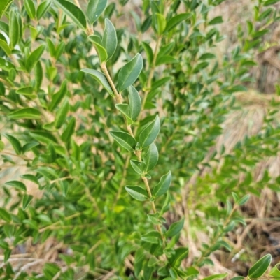 Ligustrum sinense (Narrow-leaf Privet, Chinese Privet) at Latham, ACT - 8 Apr 2024 by Jiggy