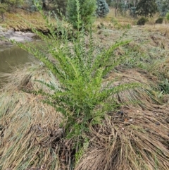 Ligustrum sinense at Umbagong District Park - 9 Apr 2024