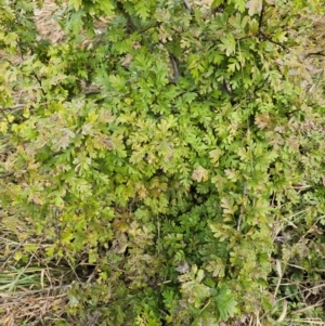 Crataegus monogyna at Umbagong District Park - 9 Apr 2024 08:00 AM