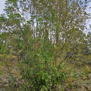 Fraxinus angustifolia at Umbagong District Park - 9 Apr 2024 08:00 AM