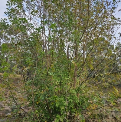 Fraxinus angustifolia (Desert Ash) at Latham, ACT - 8 Apr 2024 by Jiggy