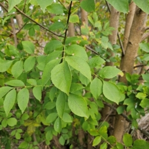 Fraxinus angustifolia at Umbagong District Park - 9 Apr 2024 08:00 AM