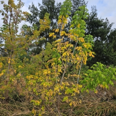 Acer negundo (Box Elder) at Umbagong District Park - 8 Apr 2024 by Jiggy