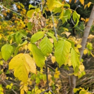 Acer negundo at Umbagong District Park - 9 Apr 2024