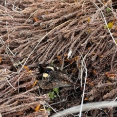 Vanessa itea (Yellow Admiral) at Namadgi National Park - 8 Apr 2024 by nathkay