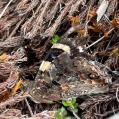 Vanessa itea at Namadgi National Park - 8 Apr 2024