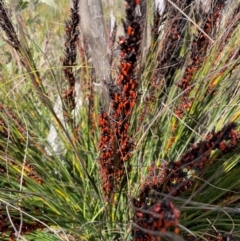 Gahnia subaequiglumis (Bog Saw-sedge) at Cotter River, ACT - 8 Apr 2024 by nathkay