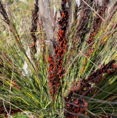 Gahnia subaequiglumis (Bog Saw-sedge) at Namadgi National Park - 8 Apr 2024 by nathkay