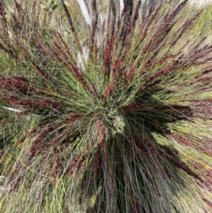 Gahnia subaequiglumis at Namadgi National Park - 8 Apr 2024