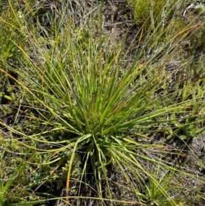 Gahnia subaequiglumis at Namadgi National Park - 8 Apr 2024 11:59 AM