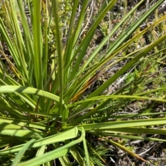 Gahnia subaequiglumis at Namadgi National Park - 8 Apr 2024