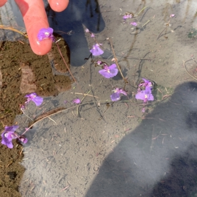 Utricularia dichotoma (Fairy Aprons, Purple Bladderwort) at Cotter River, ACT - 8 Apr 2024 by nathkay