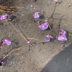 Utricularia dichotoma at Namadgi National Park - 8 Apr 2024 12:04 PM