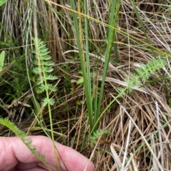 Oreomyrrhis ciliata (Bog Carraway) at Cotter River, ACT - 8 Apr 2024 by nathkay