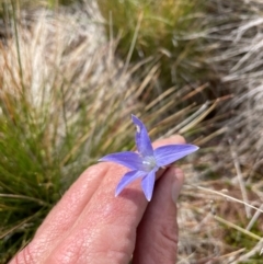 Wahlenbergia ceracea (Waxy Bluebell) at Cotter River, ACT - 8 Apr 2024 by nathkay