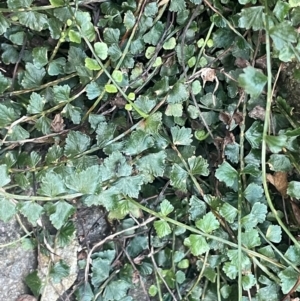 Asplenium flabellifolium at QPRC LGA - 8 Apr 2024