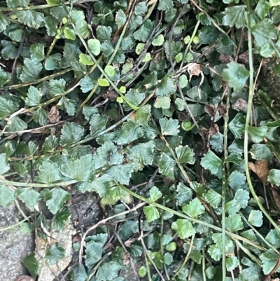 Asplenium flabellifolium (Necklace Fern) at Lake George, NSW - 8 Apr 2024 by JaneR