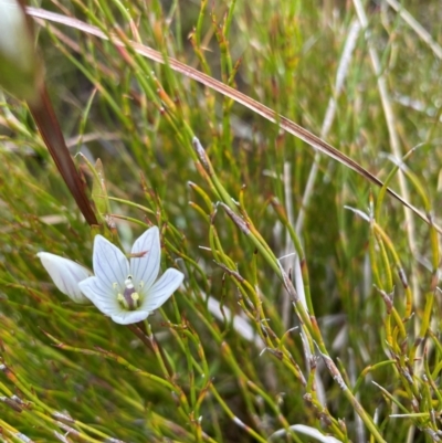 Gentianella muelleriana subsp. jingerensis (Mueller's Snow-gentian) at Cotter River, ACT - 8 Apr 2024 by nathkay