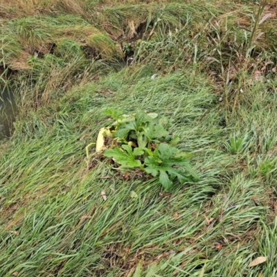 Cucurbita pepo (Pumpkin, Marrow, Squash) at Umbagong District Park - 8 Apr 2024 by Jiggy